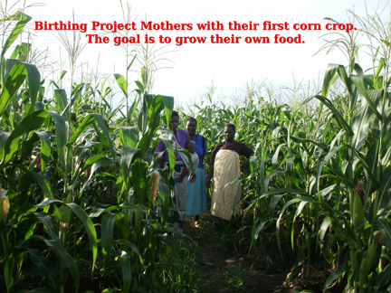Malawi Corn Project